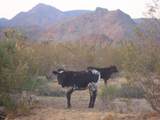 -2521b Kit Carson Rd - Photo 21