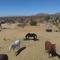 -2521b Kit Carson Rd - Photo 22