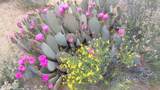 121-16-003 Octotillo Dr - Photo 29