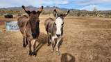 Lot 198 Cholla / Cortaro Rd - Photo 13