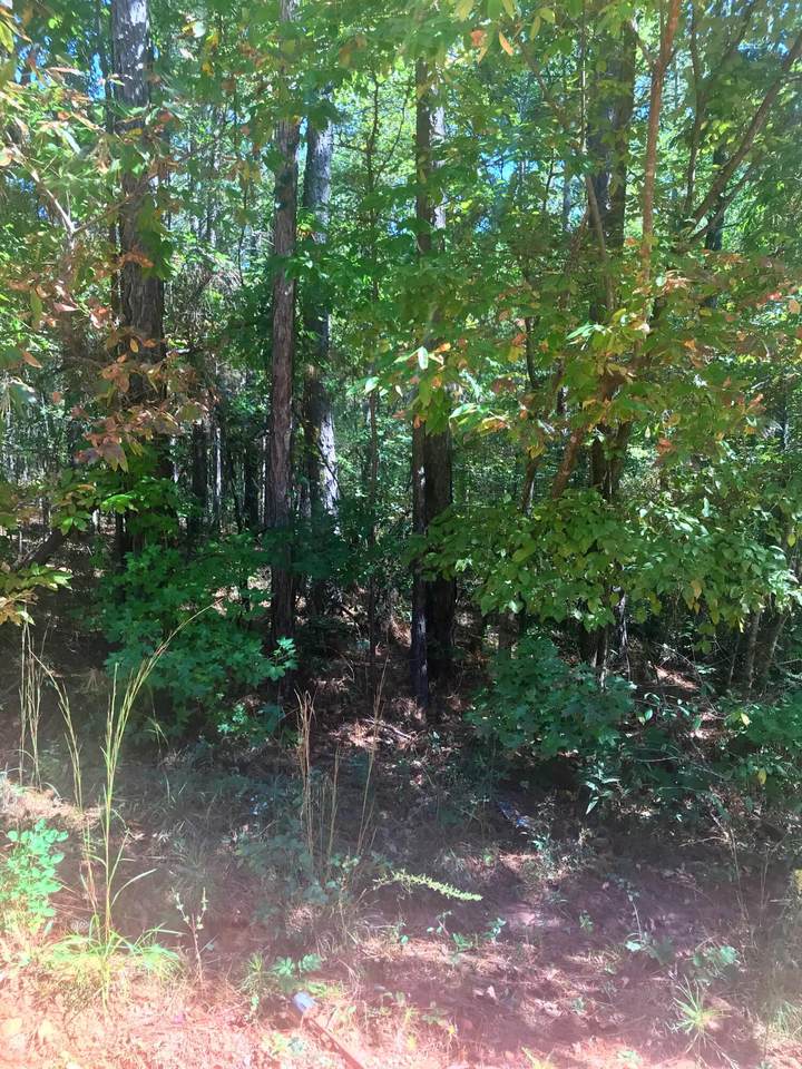 LOT Violet Ln - Photo 1