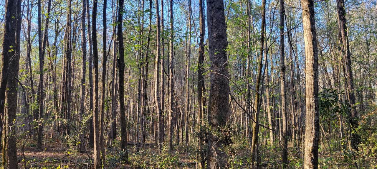 Lot 0 Dadeville Rd - Photo 1