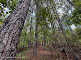 19+/- Acre Sasser Rd - Photo 5