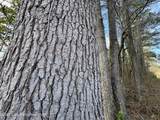 21+/- AC Springfield Ave - Photo 7