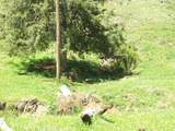 2812 Rebel Hollow Road - Photo 5