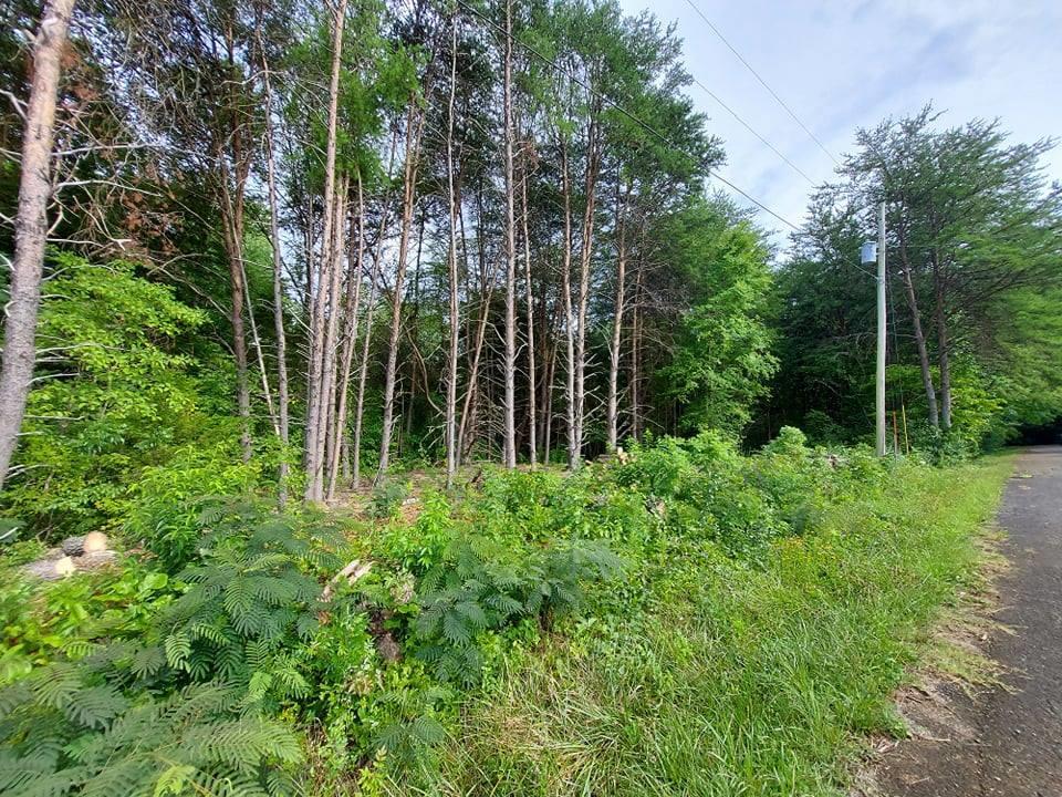 2.4 Acres Grazeland Drive - Photo 1