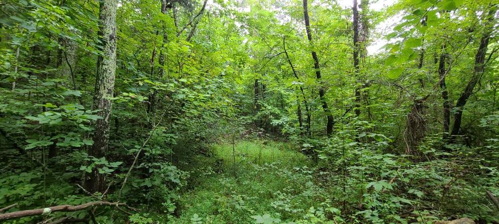 Sandy Valley Rd - Photo 1
