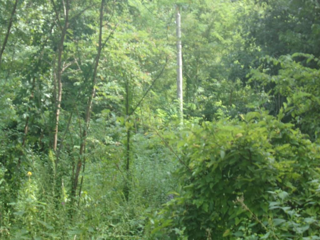 Neddy Mtn Rd - Photo 1