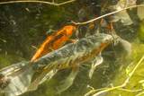 945 Ironshoe Road - Photo 42