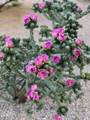 5708 Via Estrella - Photo 67