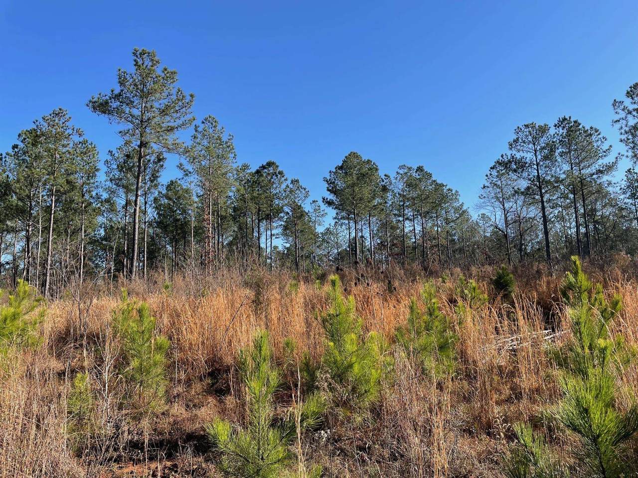 23.49 acres Athens Highway - Photo 1