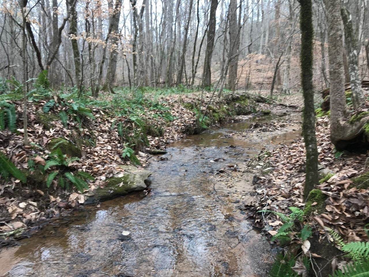30.64+/- Acres Dickson Road - Photo 1