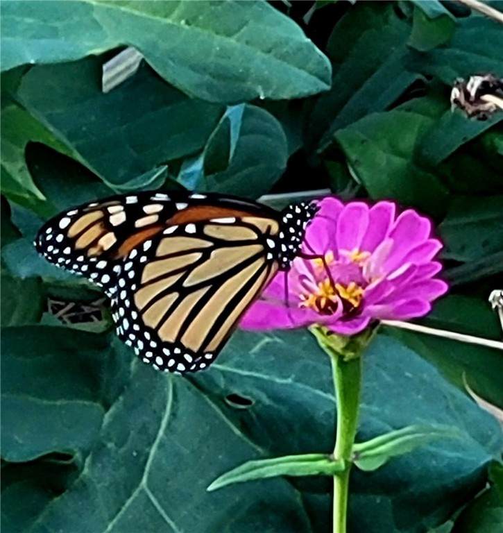 https://bt-photos.global.ssl.fastly.net/leecounty/orig_boomver_2_175560-2.jpg