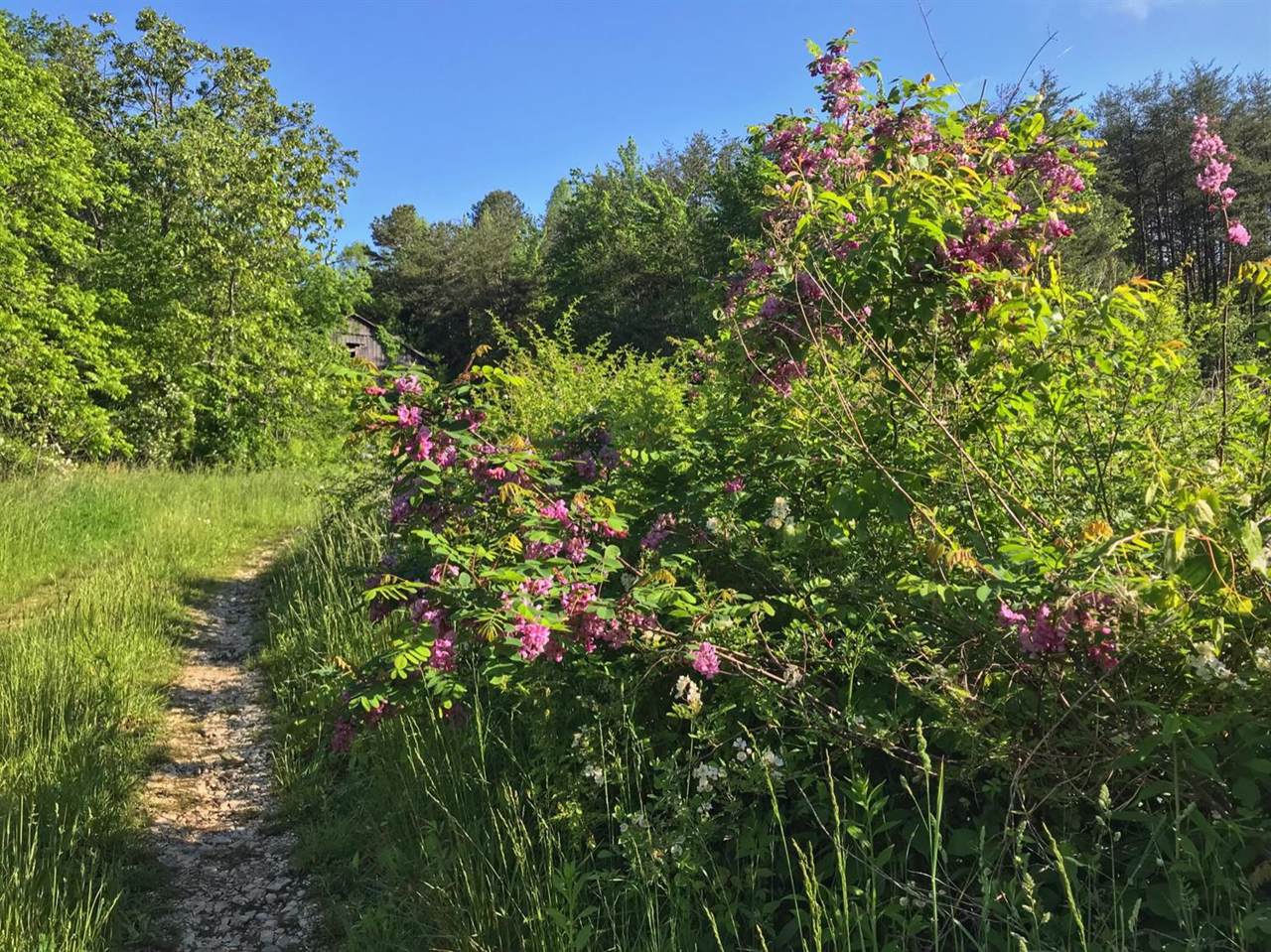 100 Wilson Branch Road - Photo 1