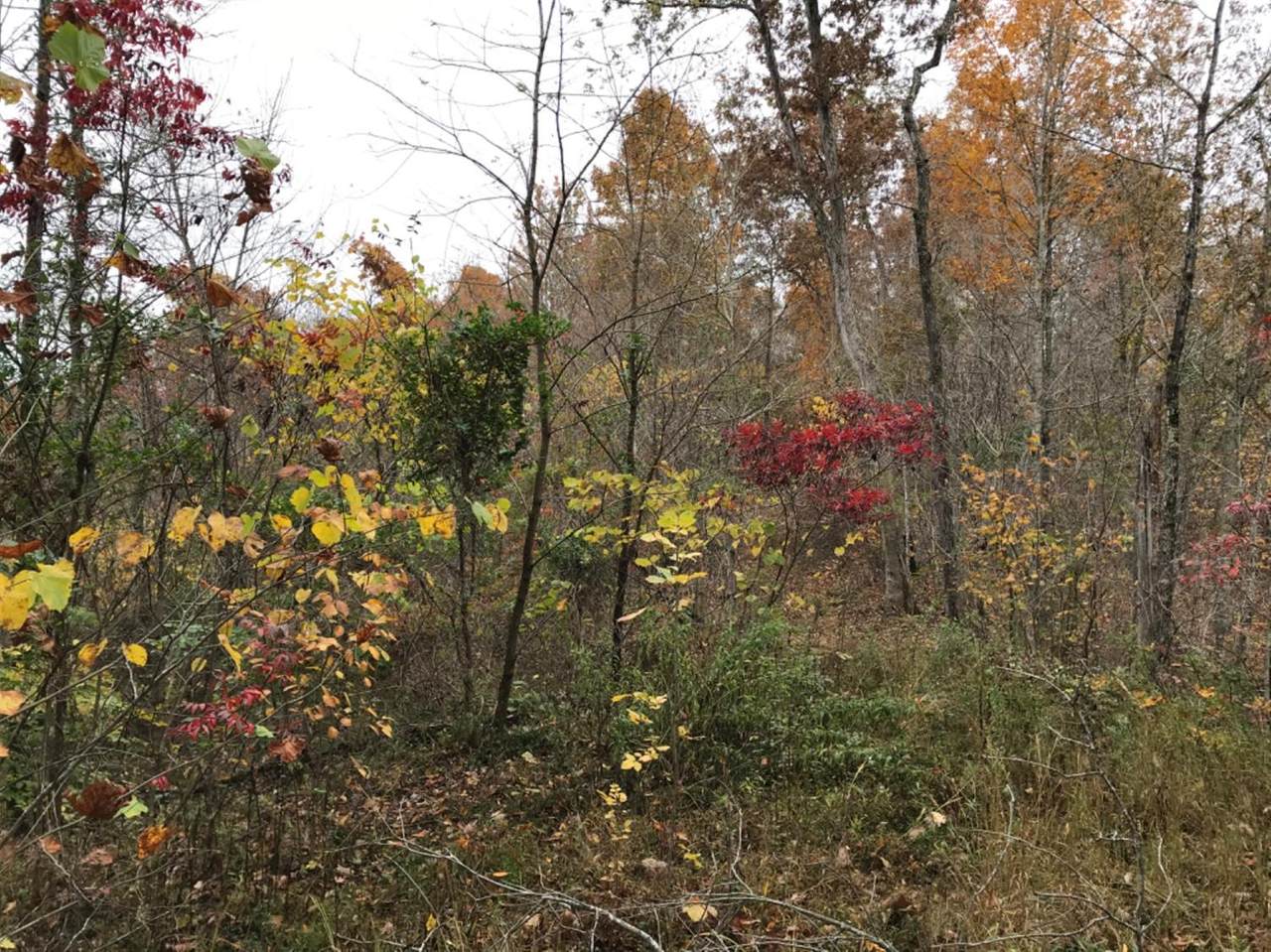 0 Lowe Hollow - Photo 1