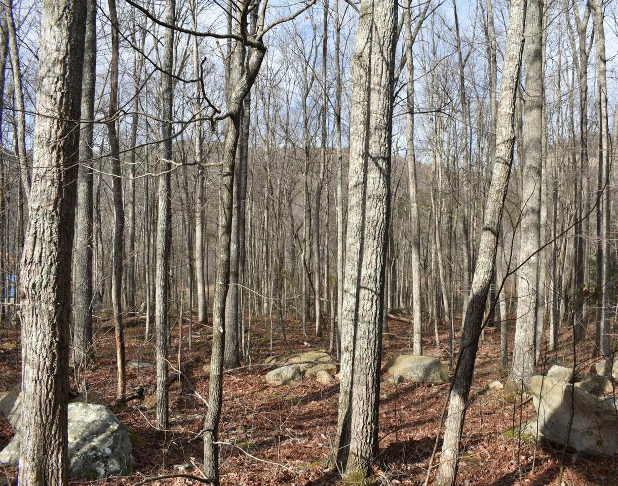 79-lot # Brush Mountain Circle - Photo 1