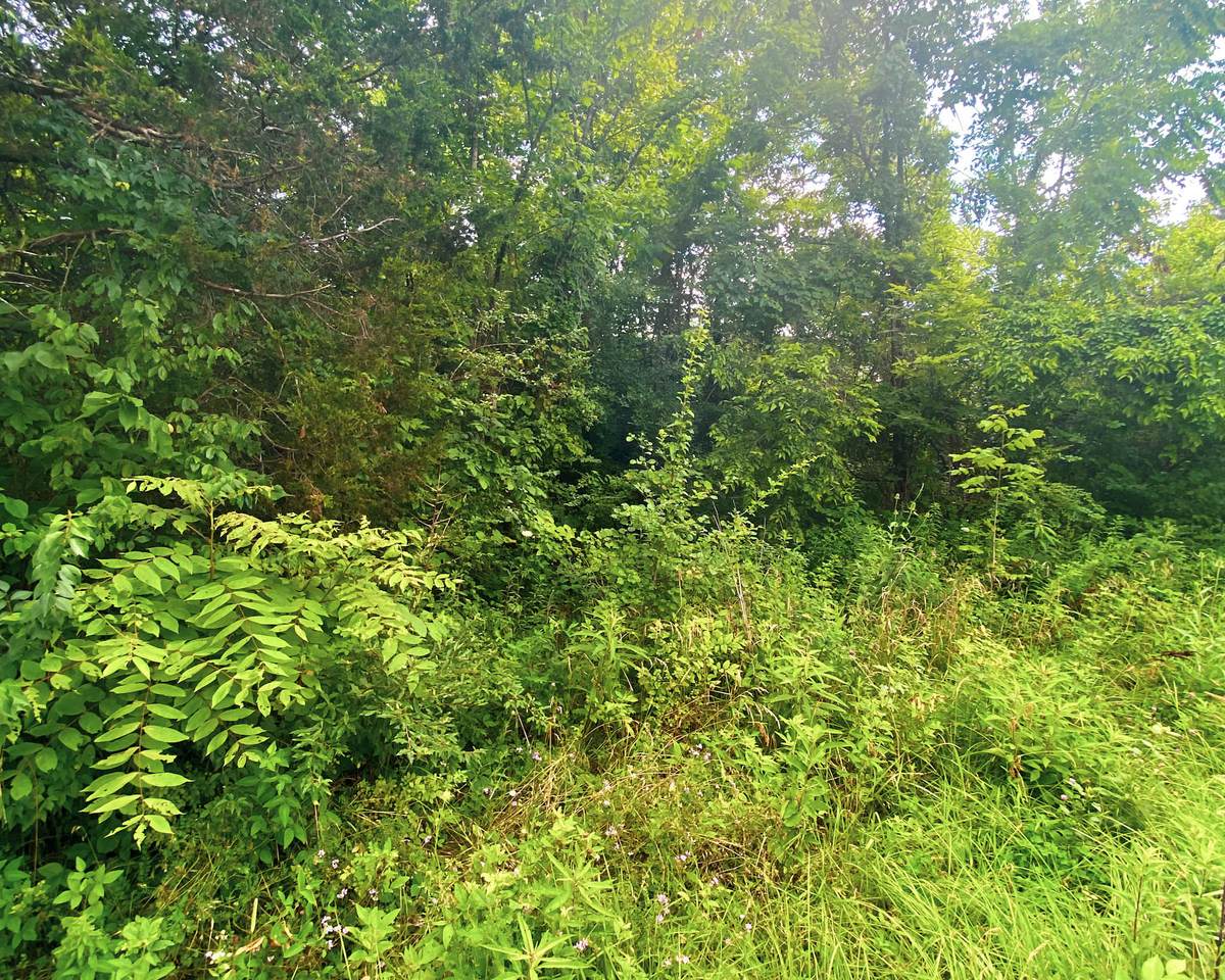 345 Antioch Church Road - Photo 1
