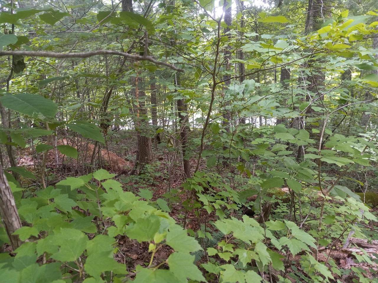 https://bt-photos.global.ssl.fastly.net/lexington/1280_boomver_1_20250730100234279490000000-2.jpg