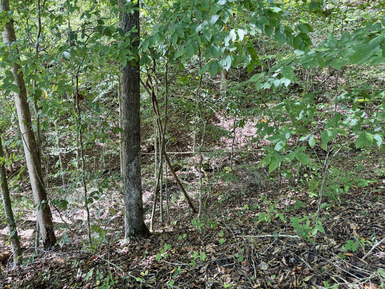 https://bt-photos.global.ssl.fastly.net/lexington/1280_boomver_1_20251012182835701508000000-2.jpg