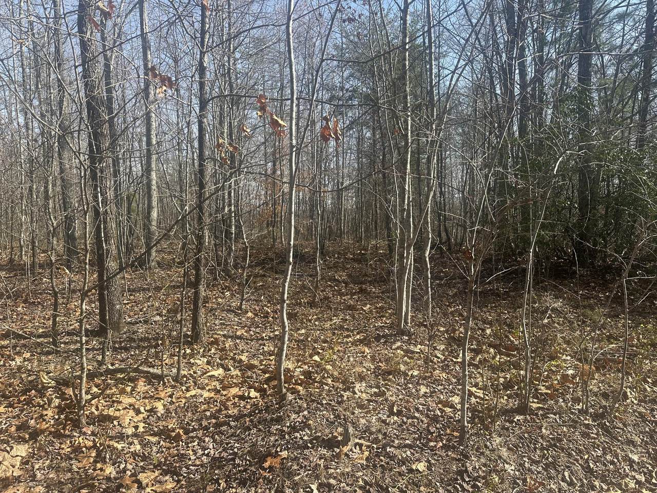 10 ac Old Beaty Pvt Road - Photo 1