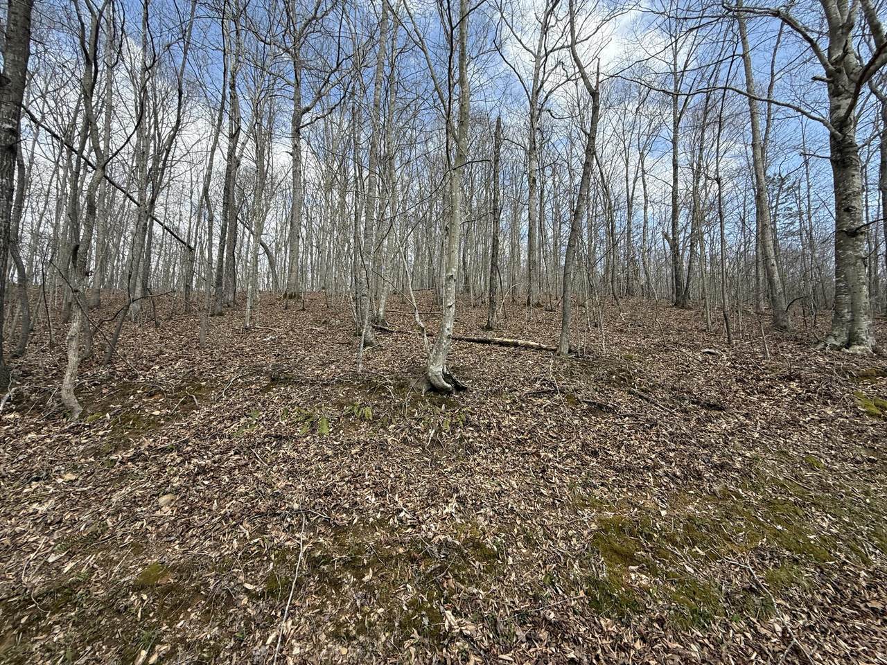 https://bt-photos.global.ssl.fastly.net/lexington/1280_boomver_1_25007531-2.jpg