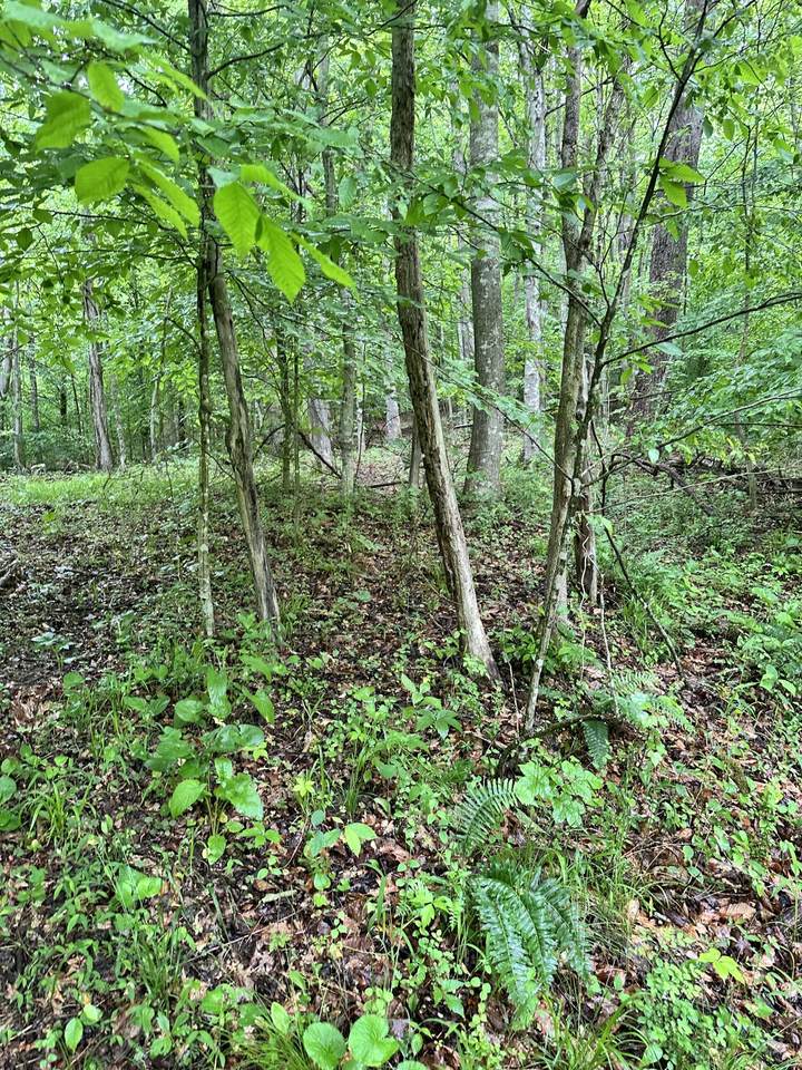 0000 Mt. Scratchum Road - Photo 1