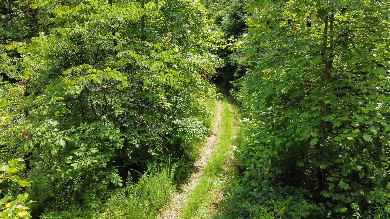 00 TBD Long Shoal Branch - Photo 1