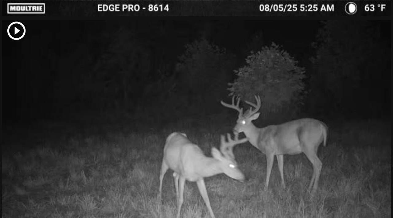 3317 Cow Branch Road - Photo 1