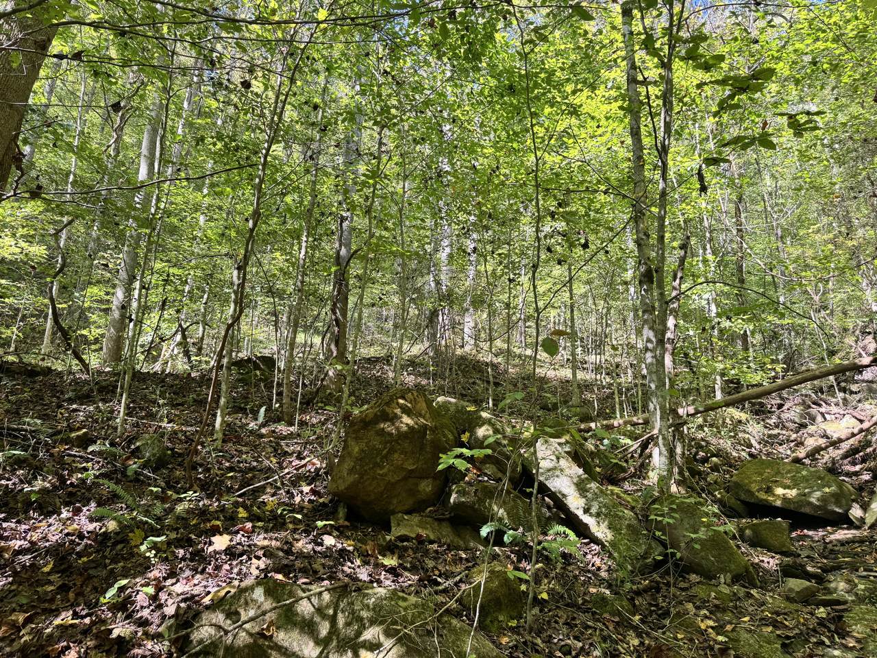 9950 Hector Road - Photo 1