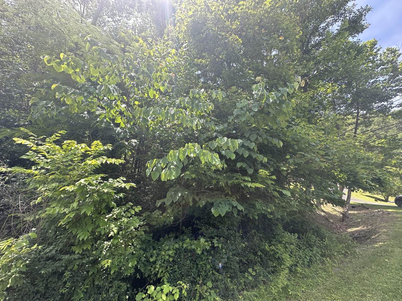 https://bt-photos.global.ssl.fastly.net/lexington/1280_boomver_2_20260514171754850791000000-2.jpg