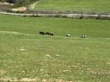 1066 Duncan Valley Road Road - Photo 35