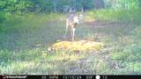 16 Coal Camp Road - Photo 36
