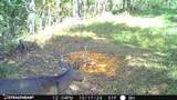 16 Coal Camp Road - Photo 49