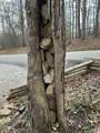 3641 Cabin Creek Road - Photo 104