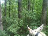 9999 Hales Fork Road - Photo 21