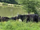 1440 Lawson Bend Road - Photo 54