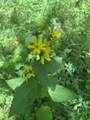 0 Woolum Disappointment Hollow Road - Photo 25