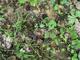 0 Woolum Disappointment Hollow Road - Photo 28