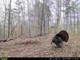 1000 Hidden Acres - Photo 22