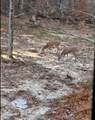 1105 Pendleton Branch Road - Photo 36