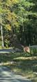2570 Amos Ridge Road - Photo 2