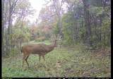 00 Fork Lick Road - Photo 50