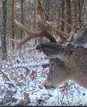 00 Fork Lick Road - Photo 51