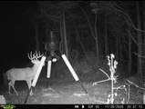 00 Fork Lick Road - Photo 52