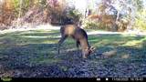 00 Fork Lick Road - Photo 54