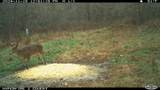 0 Pool Branch - Photo 80