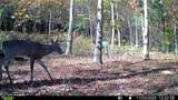 1051 Kelley Lane Spann Hill - Photo 43
