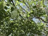 44 Windswept Lane - Photo 54