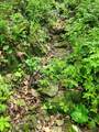 TBD Mount Zion Church Road - Photo 7