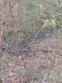 0 Herd Road - Photo 3